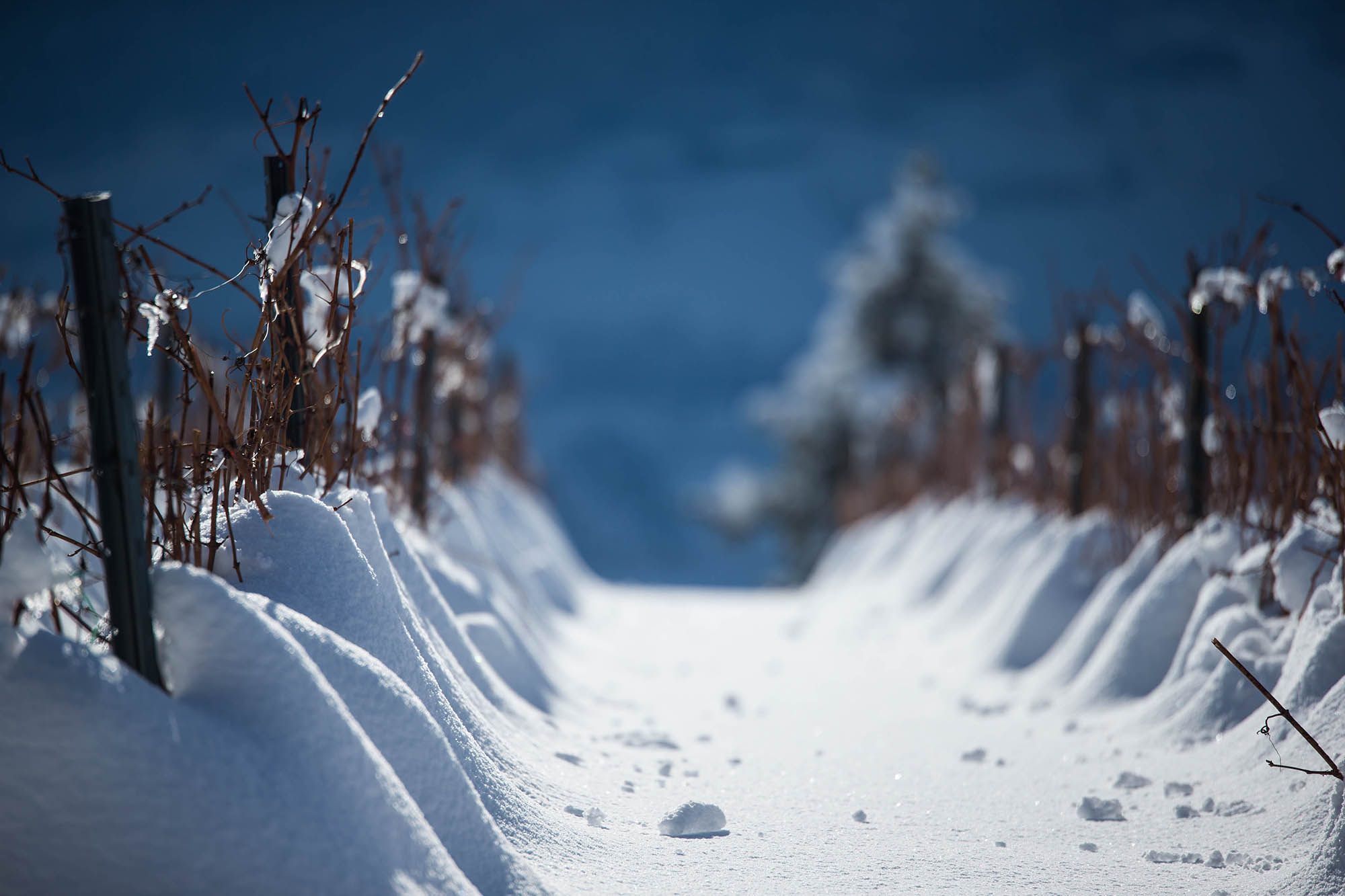 Mountain Wines - What's Heroic Viticulture?