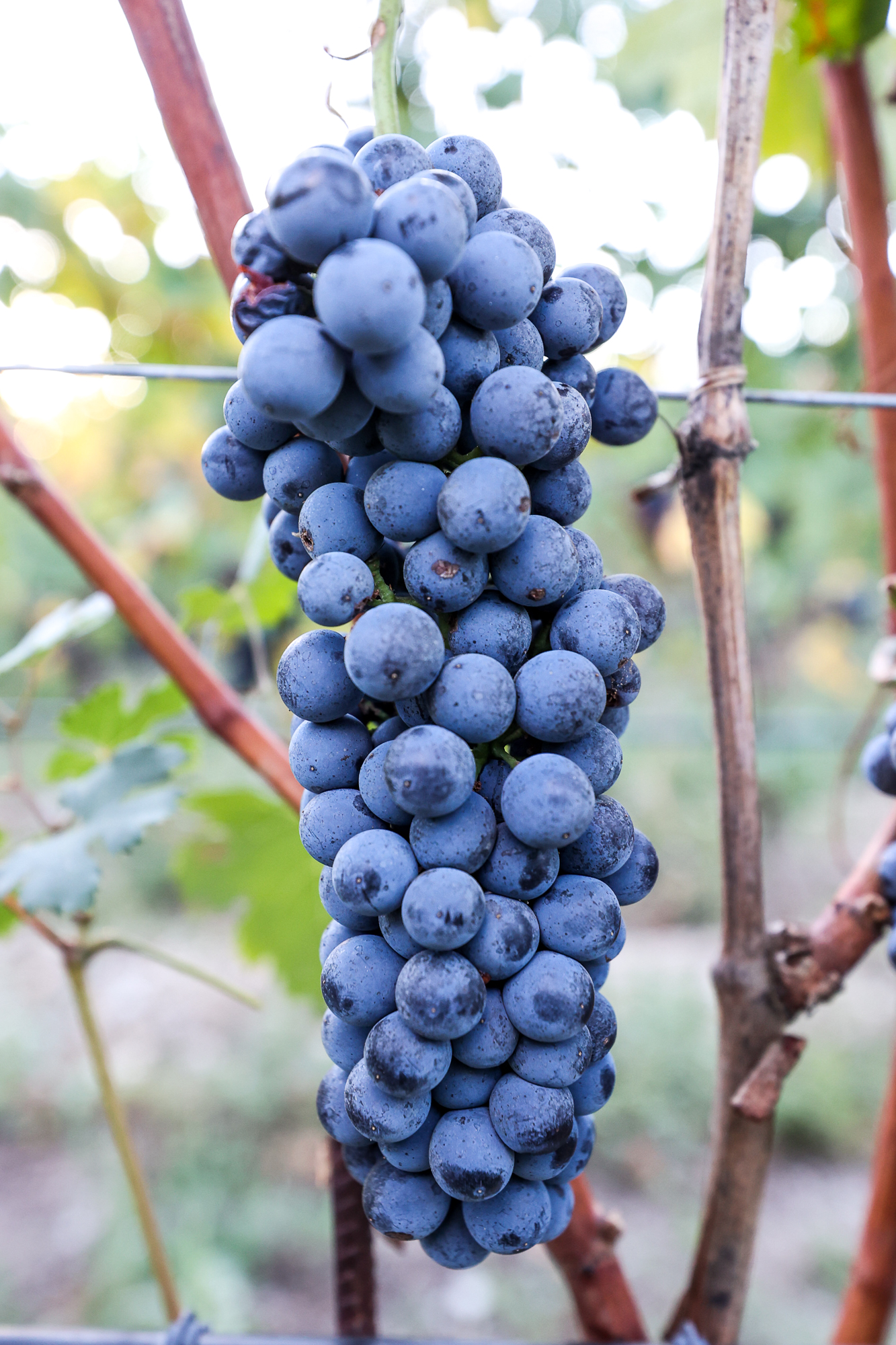 Grapes_Picotendro_Nebbiolo_Aosta