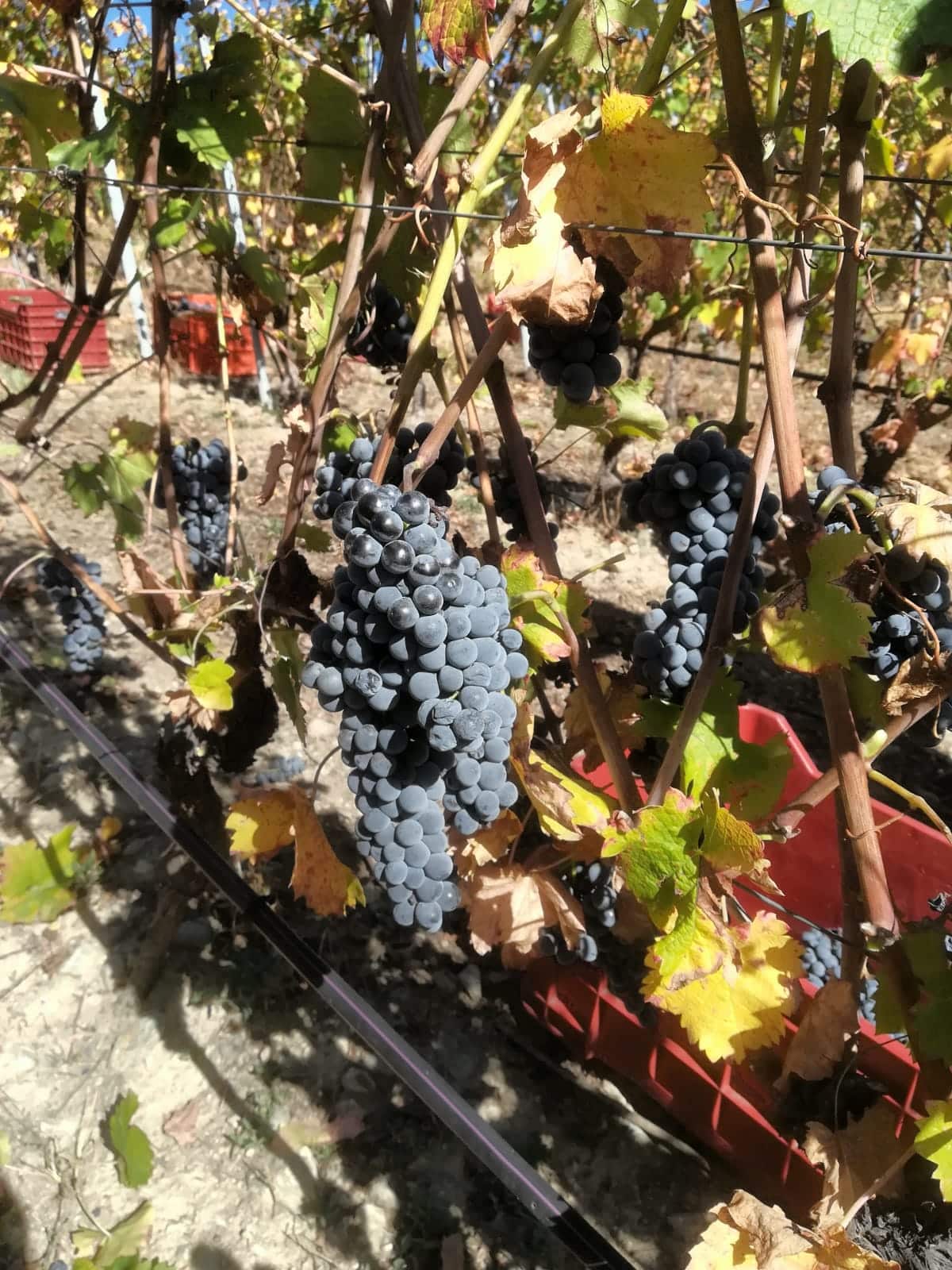 Vendemmie - Grosjean Vini Biologici in Valle d'Aosta