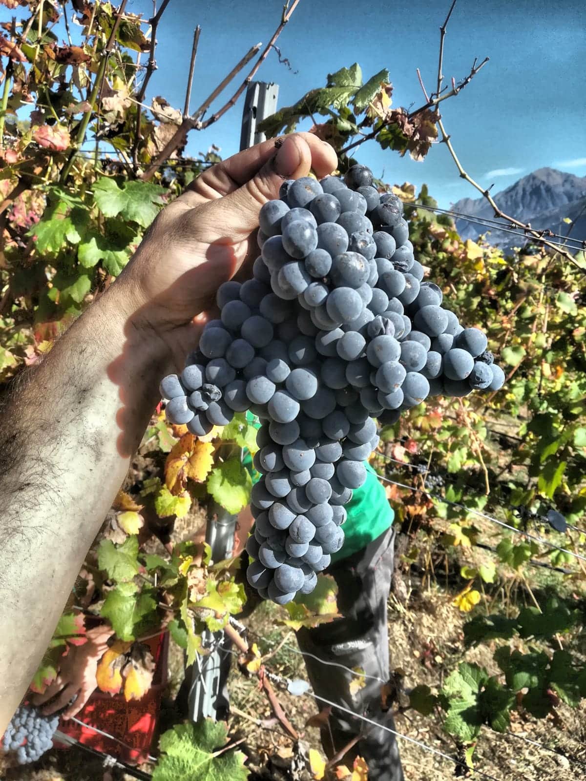 Vendemmie - Grosjean Vini Biologici in Valle d'Aosta