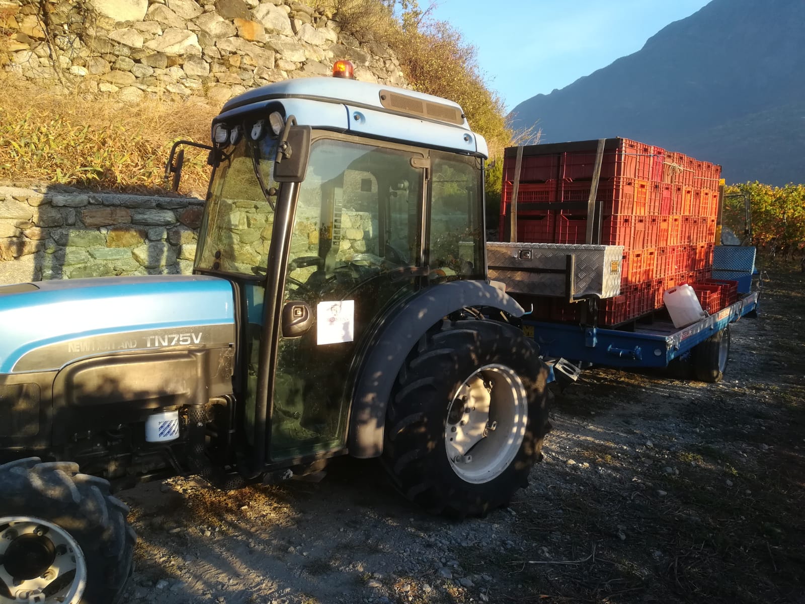 Vendemmie - Grosjean Vini Biologici in Valle d'Aosta