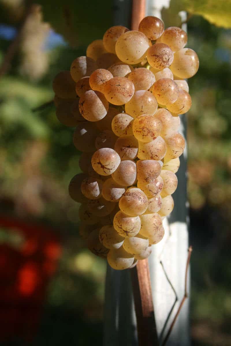 Vendemmie Petite Arvine - Grosjean Vini Biologici in Valle d'Aosta