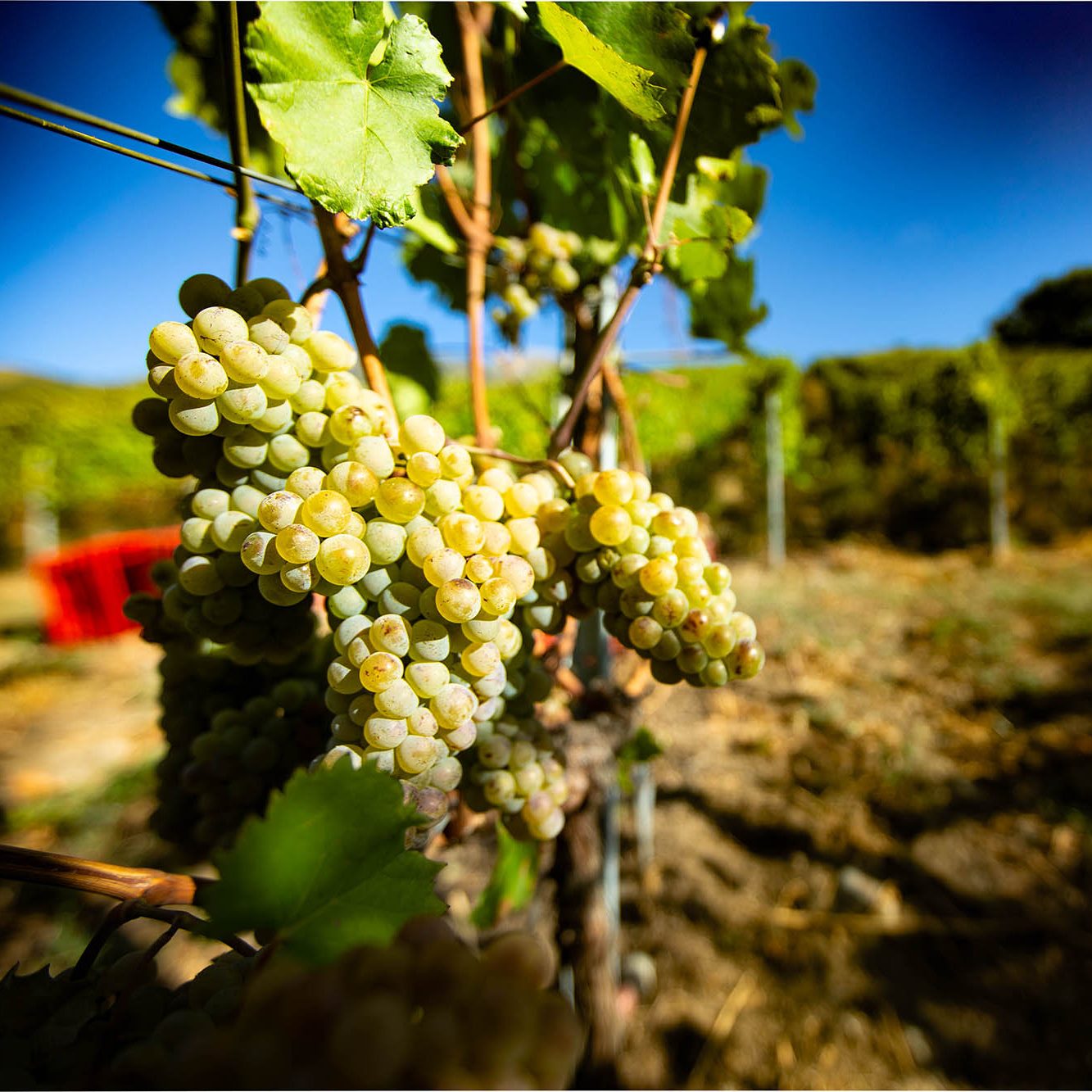 vineyard_grape_harvest_Grosjean_Vins_Aosta_Valley
