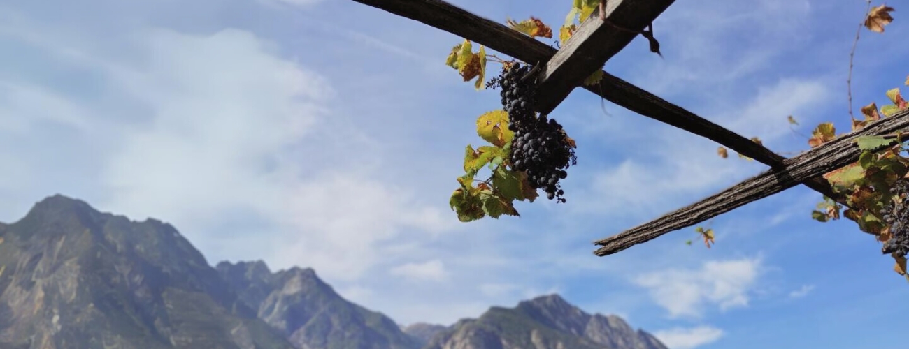 Grosejan vendemmia eroica Donnas uva nera Nebbiolo Picotendro terrazzamenti di montagna