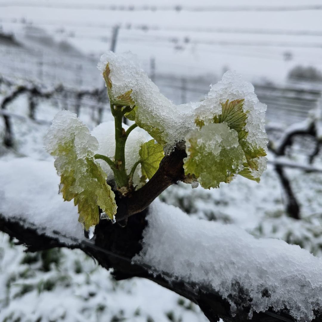 Vigneto innevato in Primavera 2025 in Valle d'Aosta